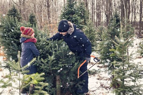 Would you want to cut down your own Christmas Tree in Shawnee National Forest?